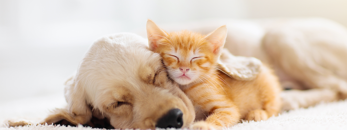 kitten and puppy sleeping